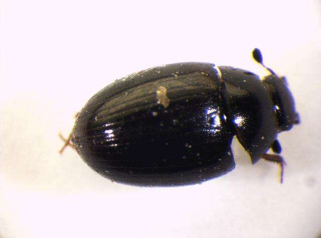 صورة Cercyon (Cercyon) haemorrhoidalis (Fabricius 1775)