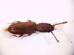 Image of Beetle