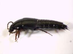 Image of Rove beetle