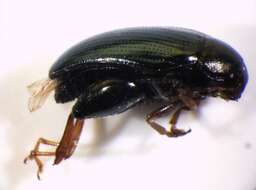 Image of Cabbage-stem flea beetle