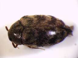 Image of Glabrous Cabinet Beetle