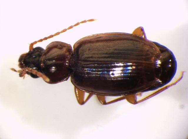 Image of Ground beetle