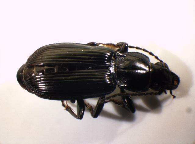 Слика од Pterostichus (Pseudomaseus) anthracinus (Illiger 1798)