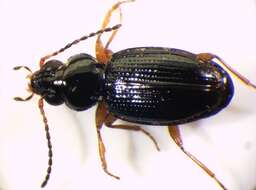 Plancia ëd Bembidion (Semicampa) gilvipes Sturm 1825