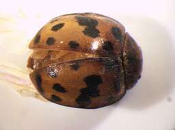 Subcoccinella的圖片