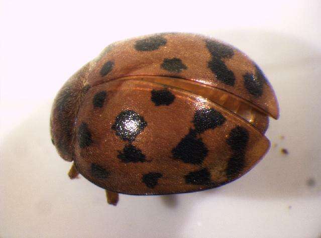 Image of Subcoccinella