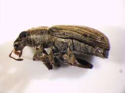 Image of Pea Leaf Weevil