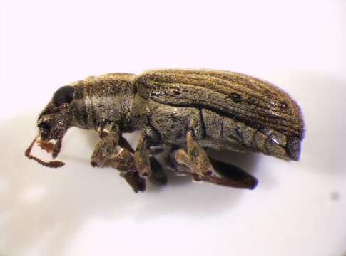 Image of Pea Leaf Weevil