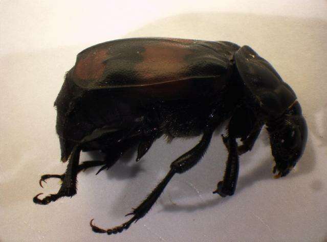 Image of Boreal Carrion Beetle