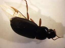 Image of Harpalus griseus