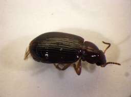 Image of Carabidae