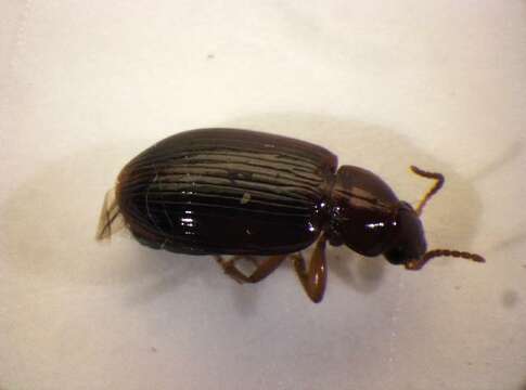 Image of Carabidae