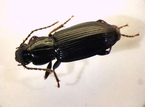 Image of Pterostichus (Pseudomaseus) minor (Gyllenhal 1827)