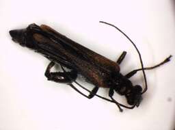 Image of <i>Oedemera femorata</i>