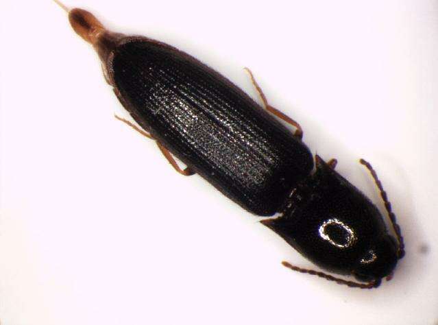 Image of <i>Procraerus tibialis</i>