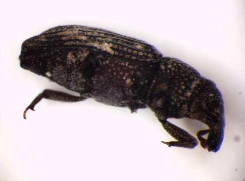 Image of Saproxylic weevil