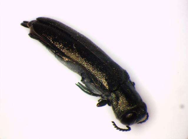 Image of Agrilus obscuricollis Kiesenwetter 1857