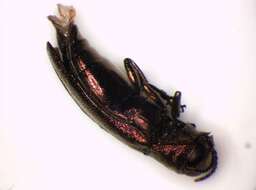 Image of St. John's Wort Root Borer