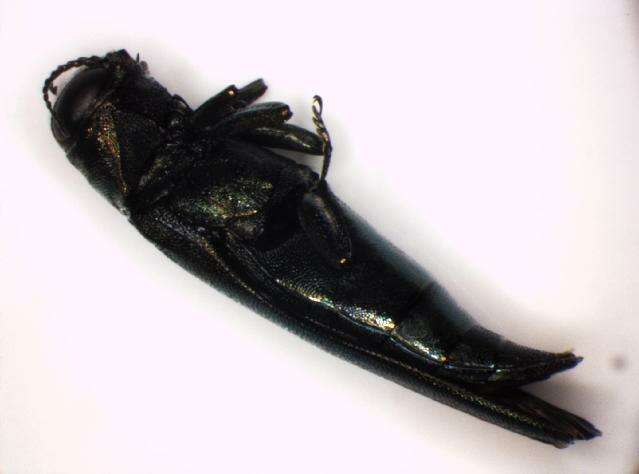 Image of Oak Jewel-beetle