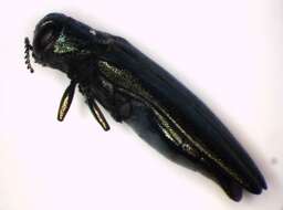 Image of European Oak Borer
