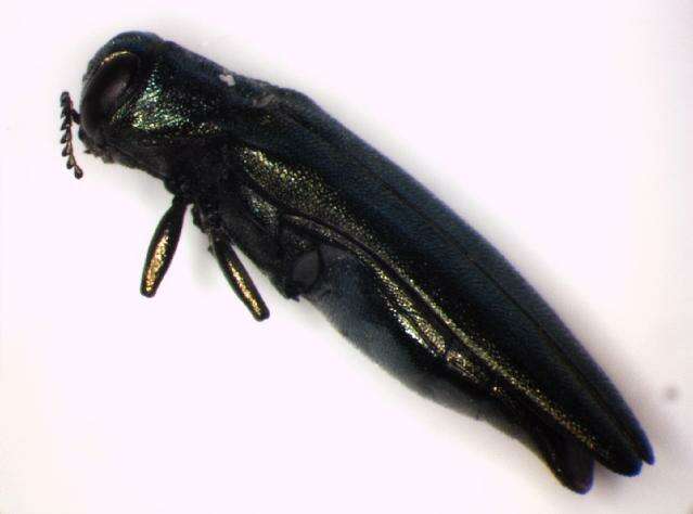 Image of European Oak Borer