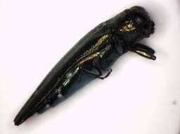 Image of Oak Jewel-beetle