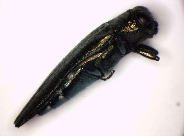 Image of Oak Jewel-beetle