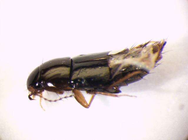 Habrocerus capillaricornis (Gravenhorst 1806) resmi