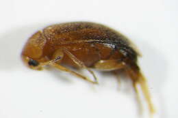 Image of <i>Anaspis lurida</i>