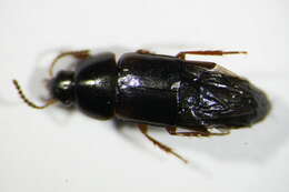 Image of Tachinus (Tachinus) bipustulatus (Fabricius 1792)