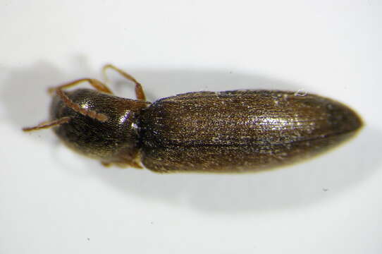 Image of <i>Agriotes acuminatus</i>