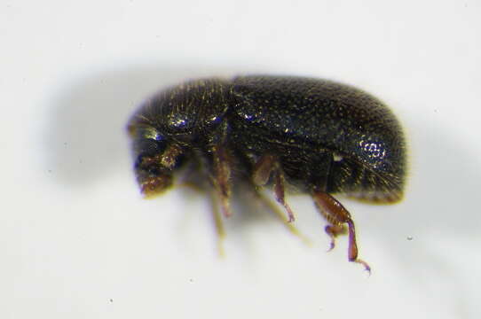 Plancia ëd <i>Ropalodontus perforatus</i>