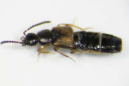 Image of Atheta (Atheta) aeneicollis (Sharp 1869)