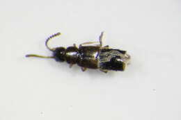 Image of Atheta (Microdota) aegra (Heer 1841)