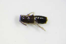 Image of Atheta (Microdota) aegra (Heer 1841)