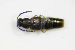 Image of Atheta (Dimetrota) cinnamoptera (Thomson & C. G. 1856)