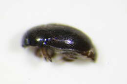 Image of <i>Lamiogethes haemorrhoidalis</i>