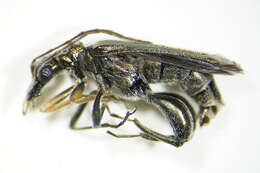 Image of <i>Oedemera flavipes</i>