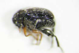 Image of <i>Bruchus luteicornis</i>