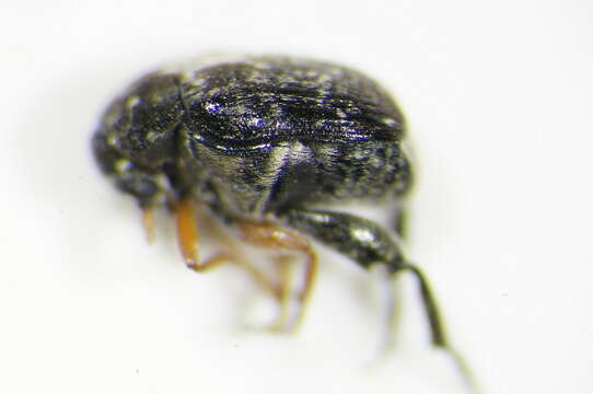 Plancia ëd <i>Bruchus luteicornis</i>