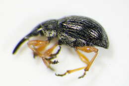 Image of <i>Pseudapion rufirostre</i>