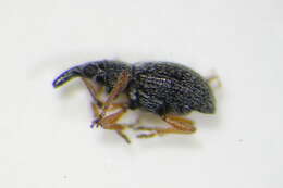 Image of Kalcapion semivittatum