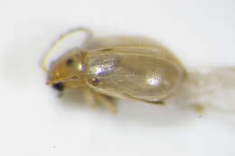 <i>Longitarsus ochroleucus</i> resmi