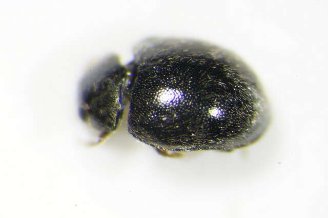 Image of <i>Scymnus rubromaculatus</i>