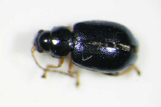 <i>Aphthona nonstriata</i> resmi