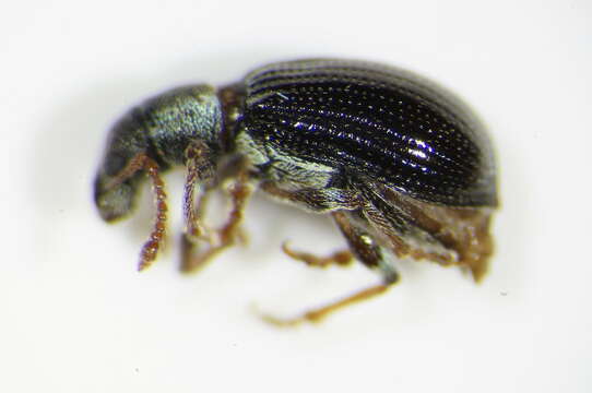 Image of Green Nettle Weevil