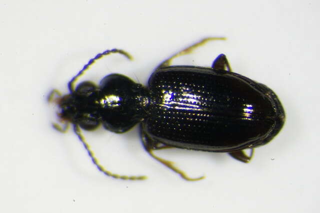 Bembidion (Emphanes) minimum (Fabricius 1792)的圖片