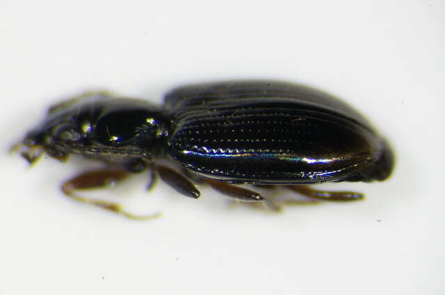 Image of Bembidion (Philochthus) lunulatum (Geoffroy ex Fourcroy 1785)