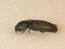 Image of <i>Agriotes ustulatus</i>