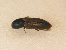 Image of <i>Agriotes ustulatus</i>